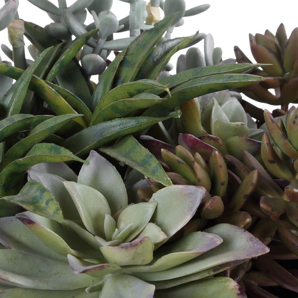 Ortensio Outdoor Succulent with Concrete Planter