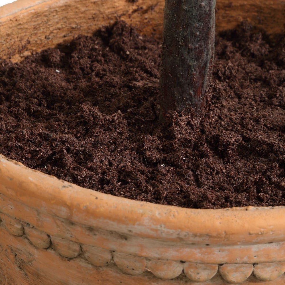 Elce Potted Olive