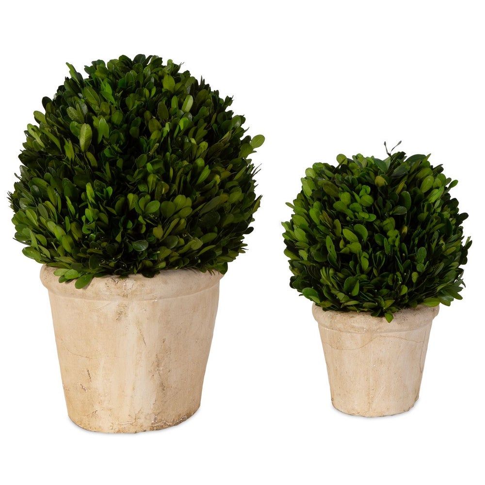 Azalea Preserved Boxwood Oval Domes, Set of 2