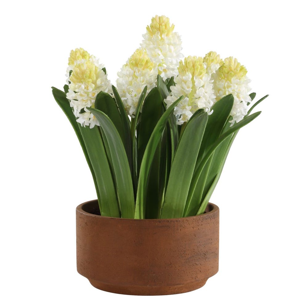 Spring Grace Potted Hyacinth