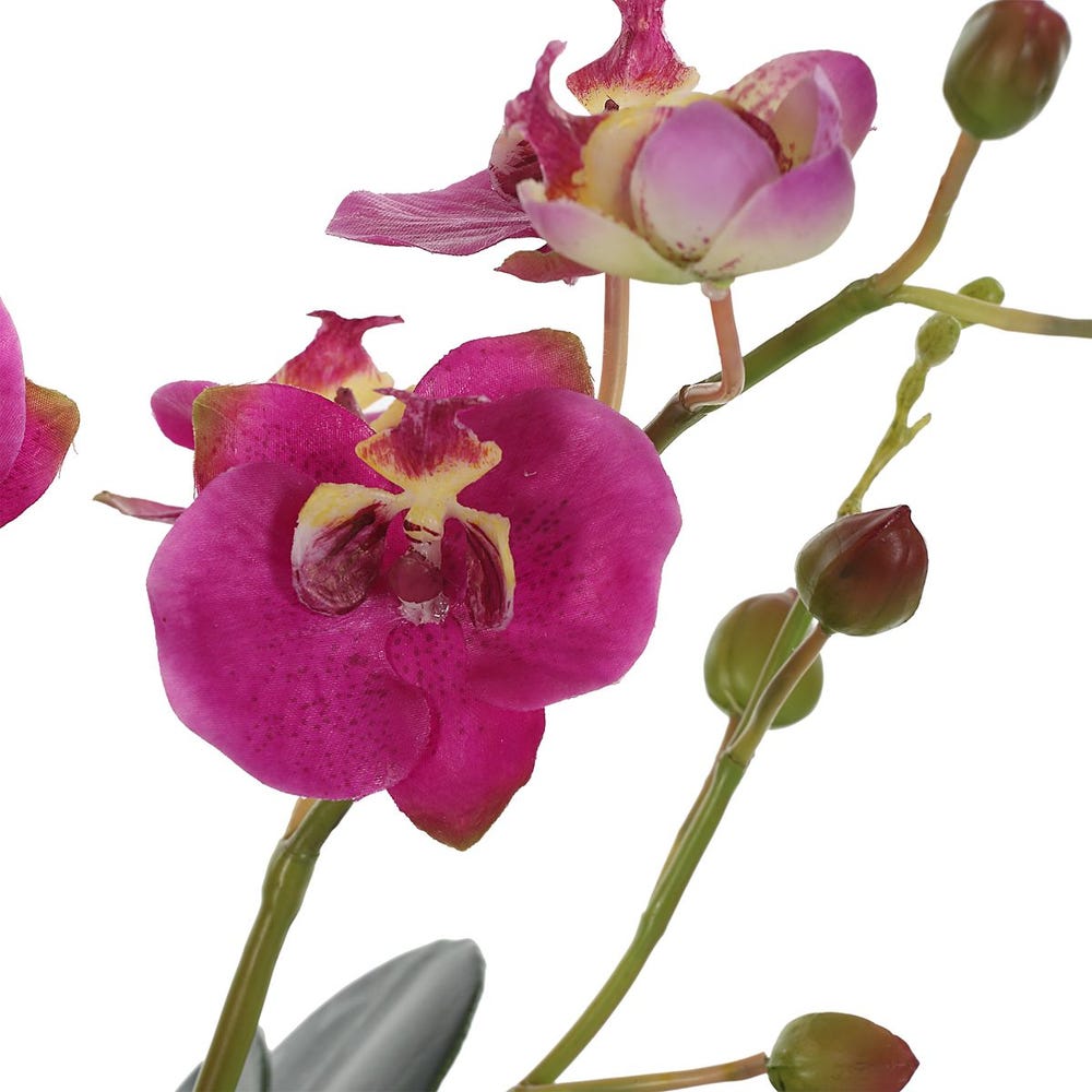 Eubea Fuchsia Orchid