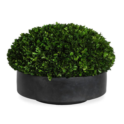 Longhena Boxwood Centerpiece