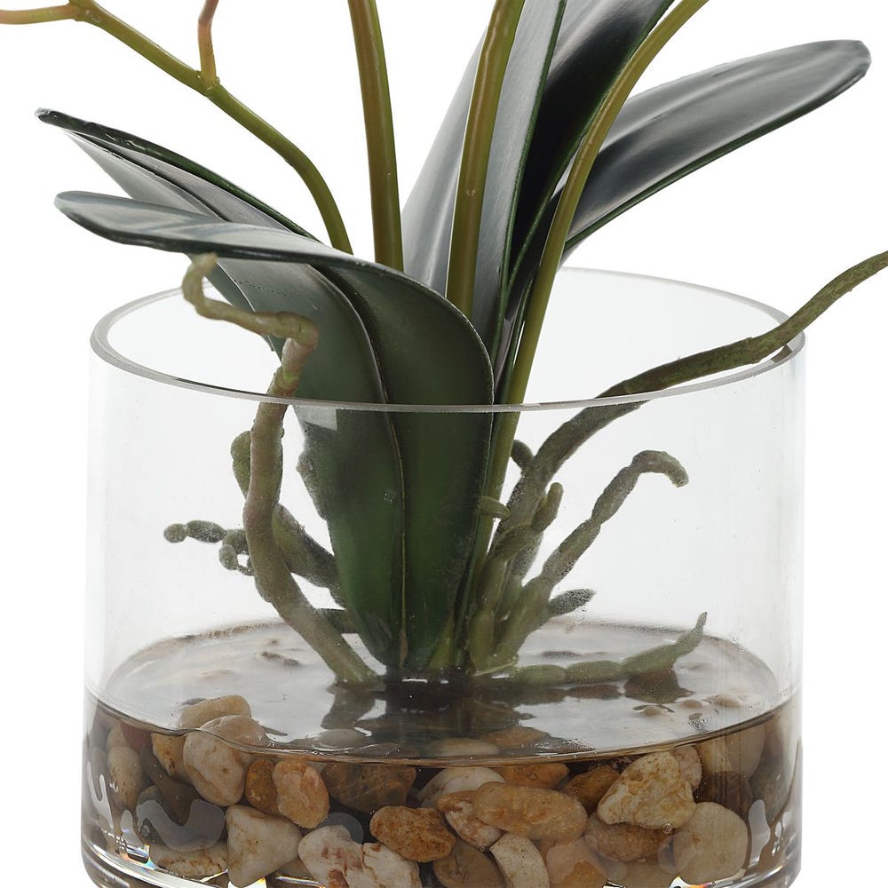 Eubea Fuchsia Orchid