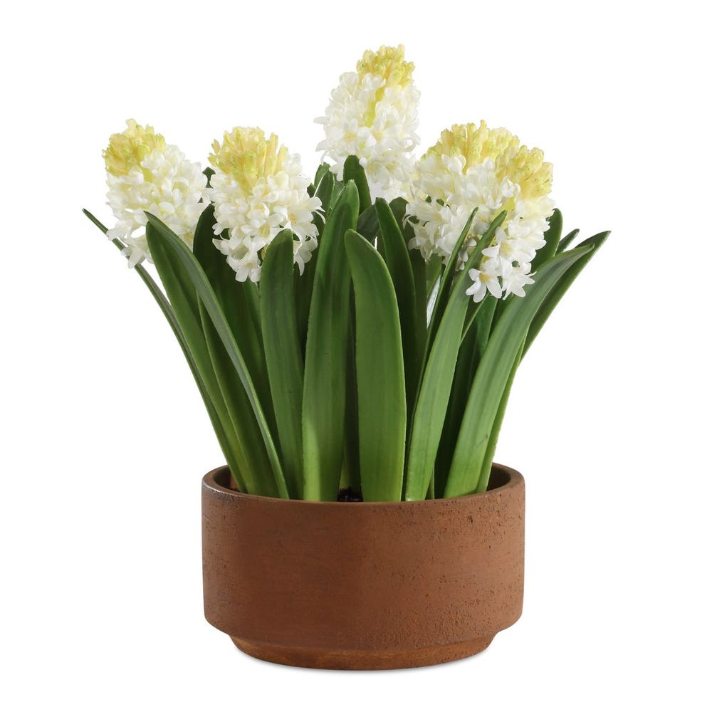 Spring Grace Potted Hyacinth