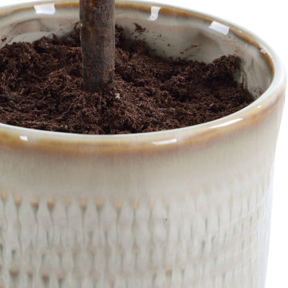 Alora Olive Potted Plant