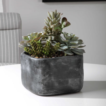 Pentone Succulents