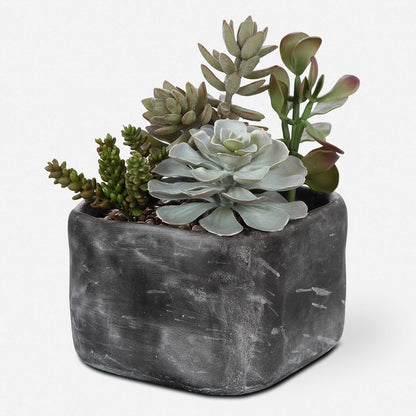 Pentone Succulents