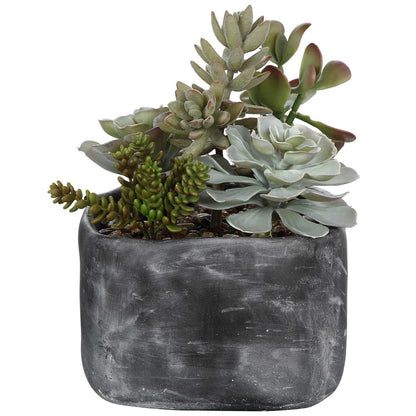 Pentone Succulents