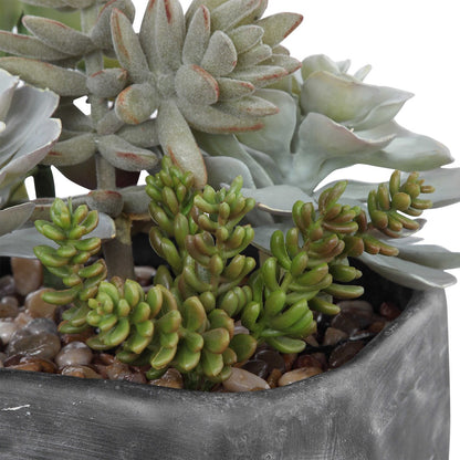 Pentone Succulents