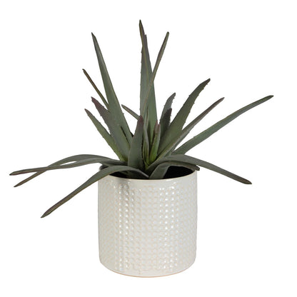 Boara Aloe Centerpiece