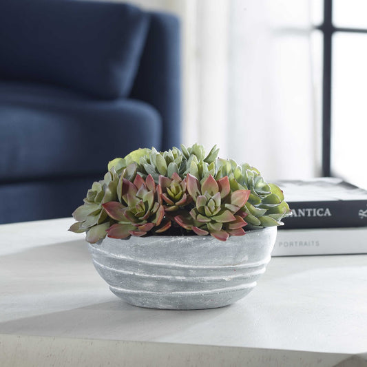 Ligure Succulents Accent