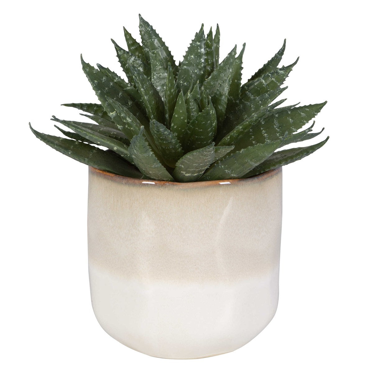 Siano Succulent Accent