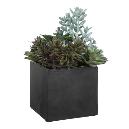 Ortensio Outdoor Succulent with Concrete Planter