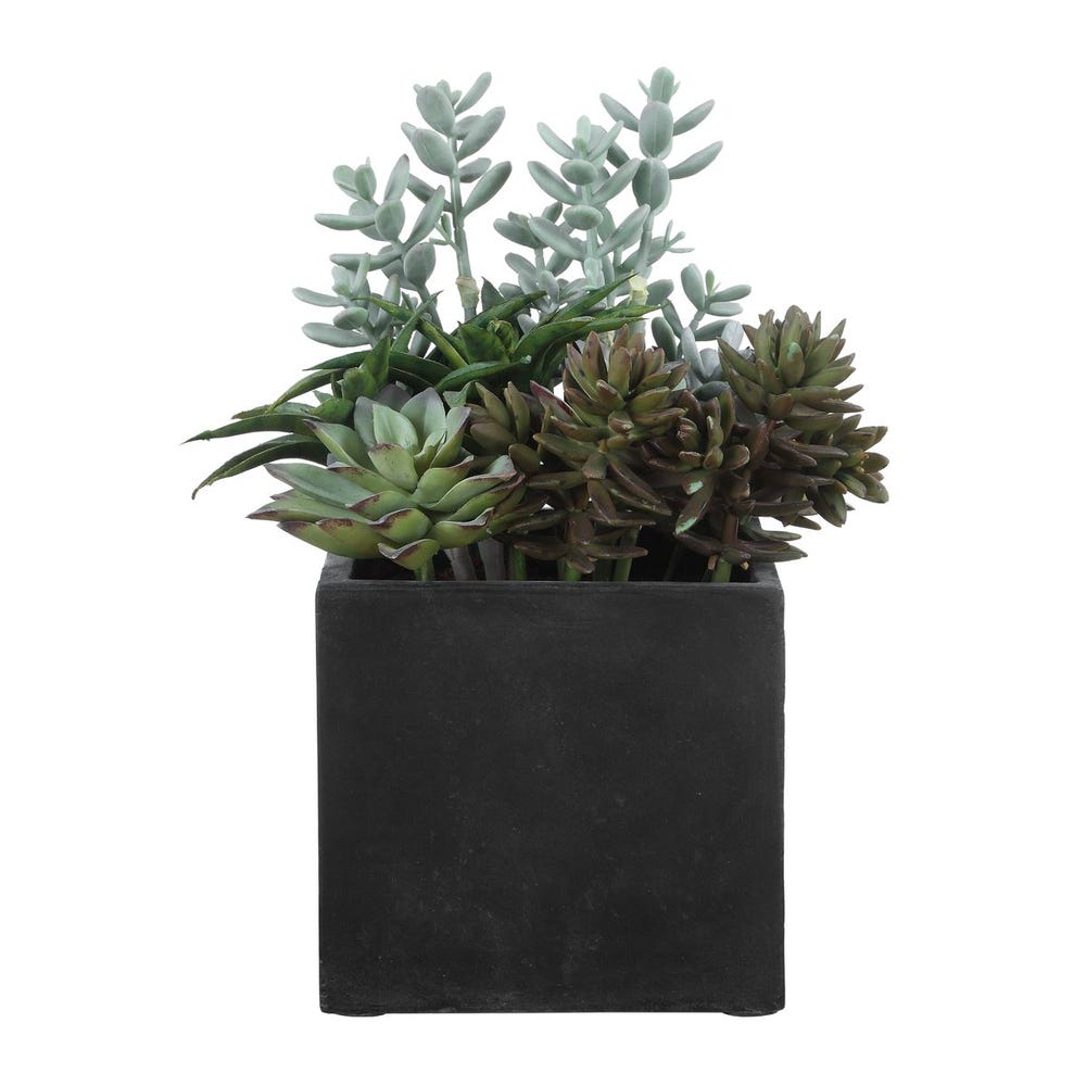 Ortensio Outdoor Succulent with Concrete Planter