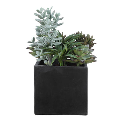 Ortensio Outdoor Succulent with Concrete Planter