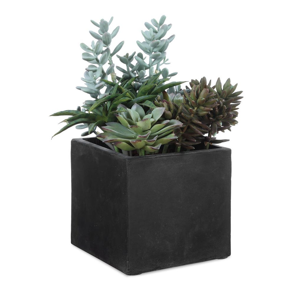 Ortensio Outdoor Succulent with Concrete Planter