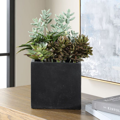 Ortensio Outdoor Succulent with Concrete Planter