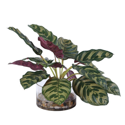 Peacock Plant with Glass Container