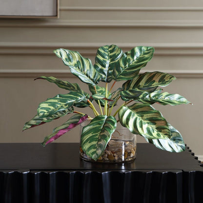 Peacock Plant with Glass Container