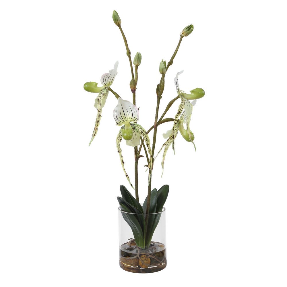 Roata Slipper Orchids in Clear Glass