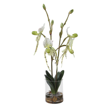 Roata Slipper Orchids in Clear Glass