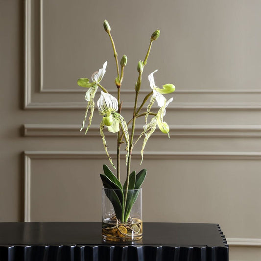 Roata Slipper Orchids in Clear Glass