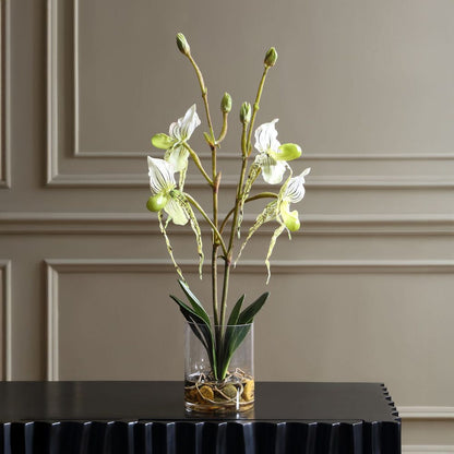 Roata Slipper Orchids in Clear Glass