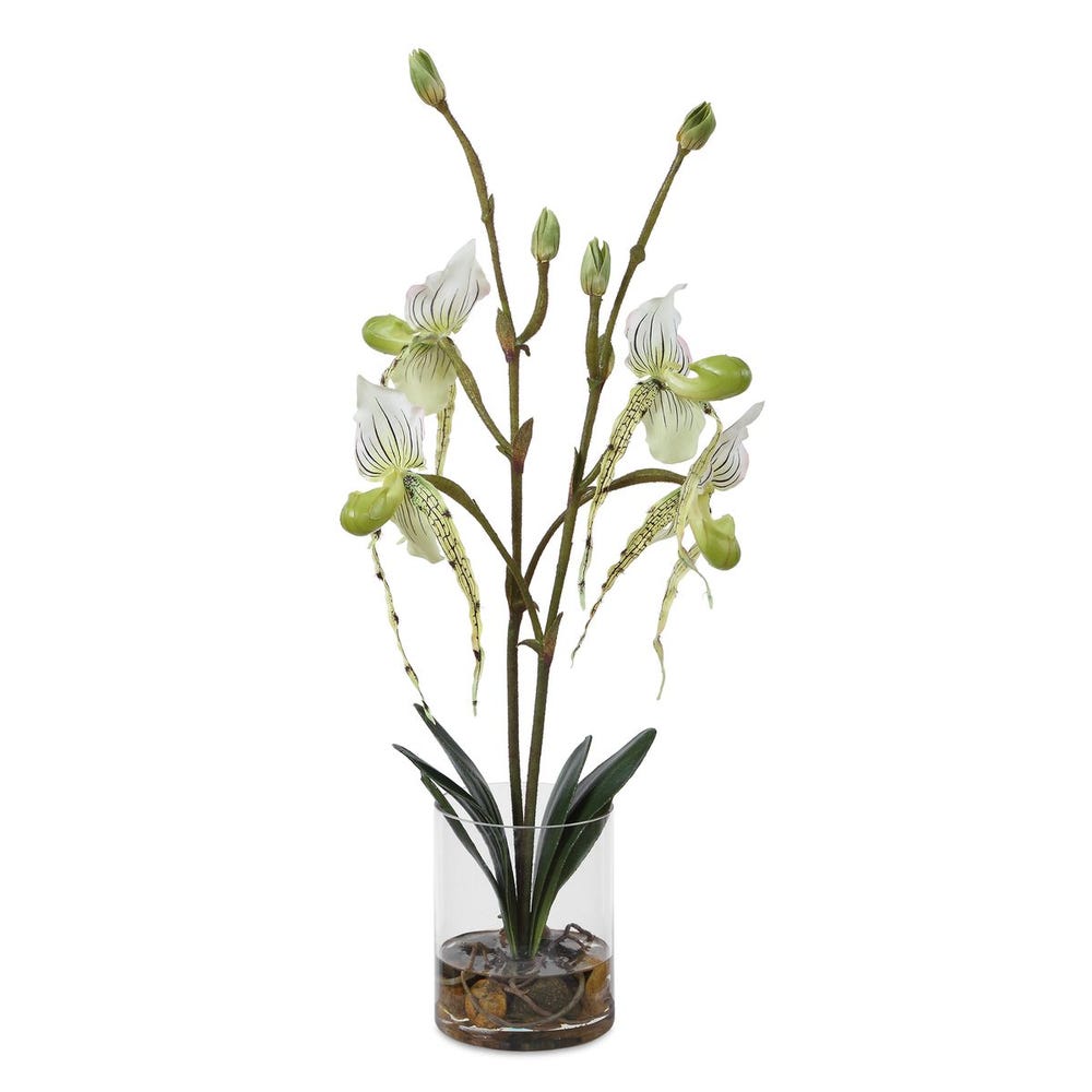Roata Slipper Orchids in Clear Glass