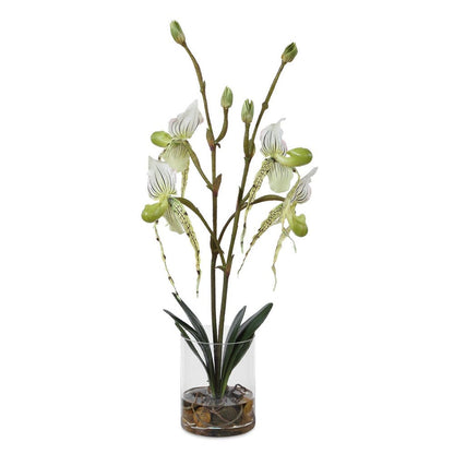 Roata Slipper Orchids in Clear Glass