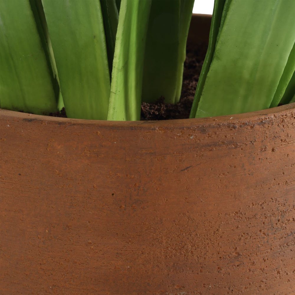 Spring Grace Potted Hyacinth