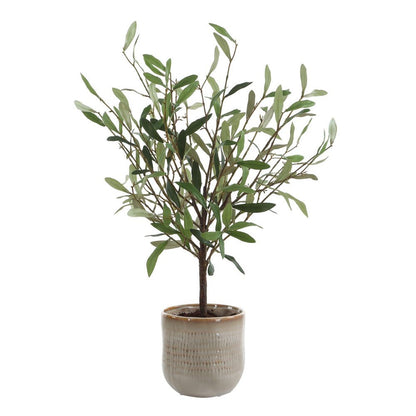 Alora Olive Potted Plant