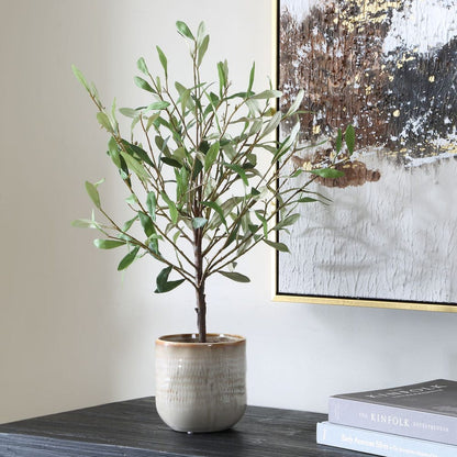 Alora Olive Potted Plant
