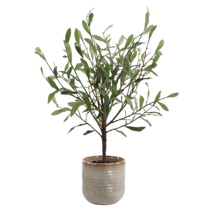 Alora Olive Potted Plant