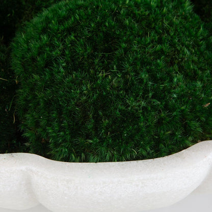 Drusacco Moss Centerpiece