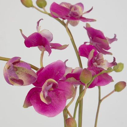 Eubea Fuchsia Orchid