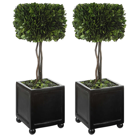 Evergreen Preserved Topiaries - Set of 2